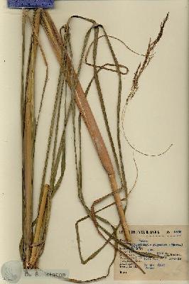 URN_catalog_HBHinton_herbarium_9635-1.jpg.jpg