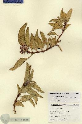 URN_catalog_HBHinton_herbarium_27339.jpg.jpg