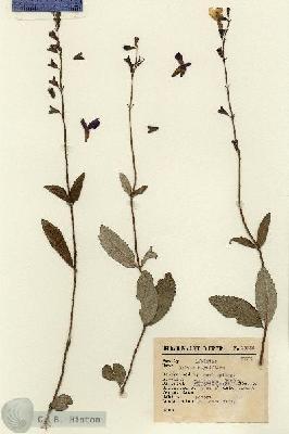 URN_catalog_HBHinton_herbarium_13956.jpg.jpg