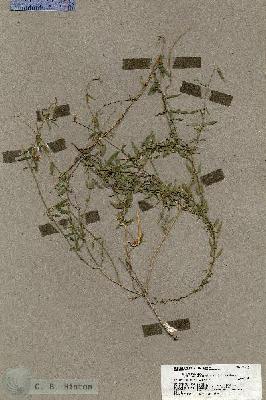 URN_catalog_HBHinton_herbarium_19616.jpg.jpg