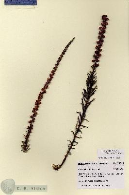 URN_catalog_HBHinton_herbarium_28693-1.jpg.jpg