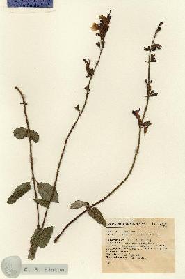 URN_catalog_HBHinton_herbarium_13956-1.jpg.jpg