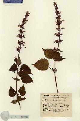 URN_catalog_HBHinton_herbarium_14798.jpg.jpg
