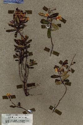 URN_catalog_HBHinton_herbarium_19619.jpg.jpg