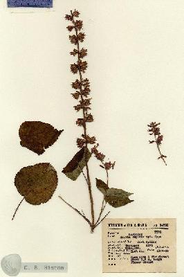 URN_catalog_HBHinton_herbarium_14798-1.jpg.jpg