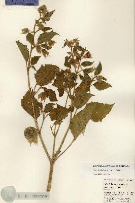 URN_catalog_HBHinton_herbarium_22104.jpg.jpg