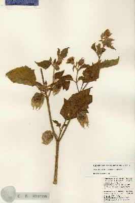 URN_catalog_HBHinton_herbarium_22104-1.jpg.jpg