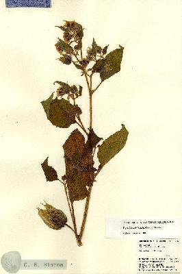 URN_catalog_HBHinton_herbarium_22104-2.jpg.jpg