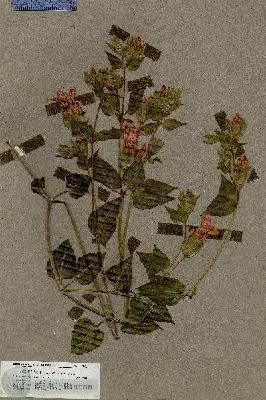 URN_catalog_HBHinton_herbarium_19621.jpg.jpg
