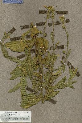 URN_catalog_HBHinton_herbarium_19623.jpg.jpg