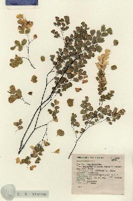 URN_catalog_HBHinton_herbarium_7317.jpg.jpg