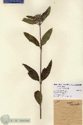 URN_catalog_HBHinton_herbarium_11106.jpg.jpg