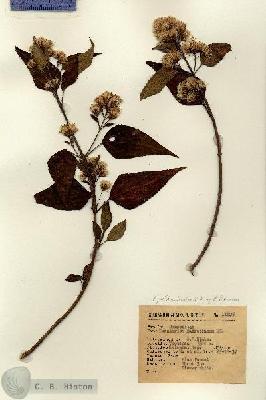 URN_catalog_HBHinton_herbarium_11125.jpg.jpg