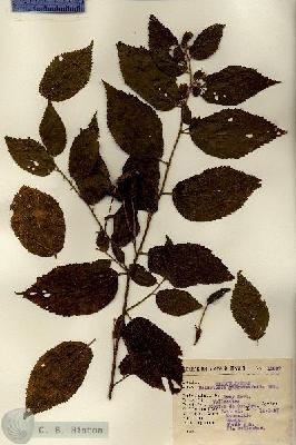 URN_catalog_HBHinton_herbarium_11637.jpg.jpg