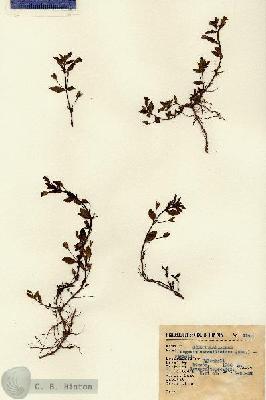 URN_catalog_HBHinton_herbarium_1140.jpg.jpg