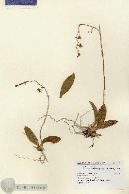 URN_catalog_HBHinton_herbarium_1128.jpg.jpg