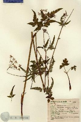 URN_catalog_HBHinton_herbarium_1142.jpg.jpg