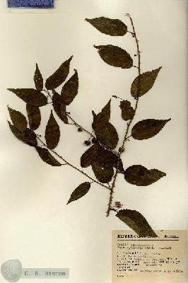 URN_catalog_HBHinton_herbarium_11664.jpg.jpg