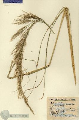 URN_catalog_HBHinton_herbarium_11635.jpg.jpg