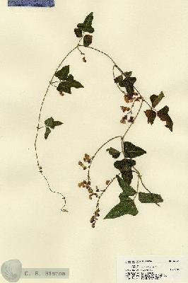 URN_catalog_HBHinton_herbarium_22479.jpg.jpg