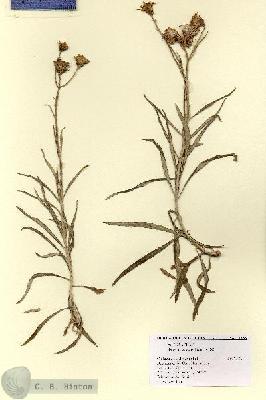 URN_catalog_HBHinton_herbarium_11836.jpg.jpg