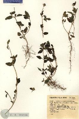 URN_catalog_HBHinton_herbarium_1202.jpg.jpg