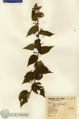 URN_catalog_HBHinton_herbarium_12118.jpg.jpg