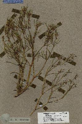 URN_catalog_HBHinton_herbarium_19638.jpg.jpg