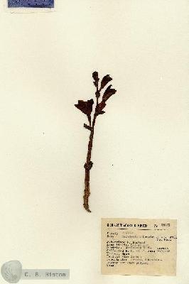URN_catalog_HBHinton_herbarium_12181.jpg.jpg