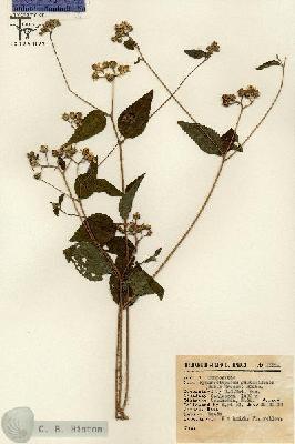 URN_catalog_HBHinton_herbarium_12841.jpg.jpg