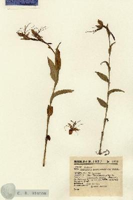 URN_catalog_HBHinton_herbarium_12273.jpg.jpg