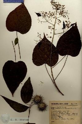 URN_catalog_HBHinton_herbarium_12286.jpg.jpg