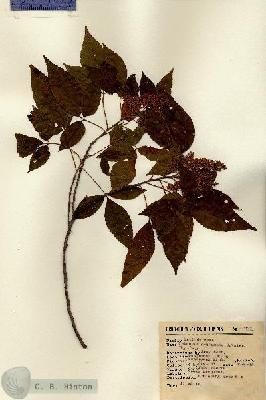 URN_catalog_HBHinton_herbarium_12323.jpg.jpg