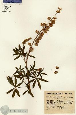 URN_catalog_HBHinton_herbarium_12346.jpg.jpg