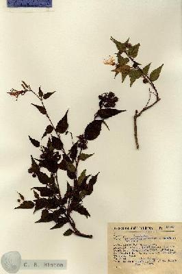 URN_catalog_HBHinton_herbarium_12349.jpg.jpg