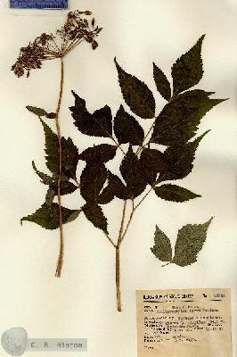 URN_catalog_HBHinton_herbarium_12360.jpg.jpg