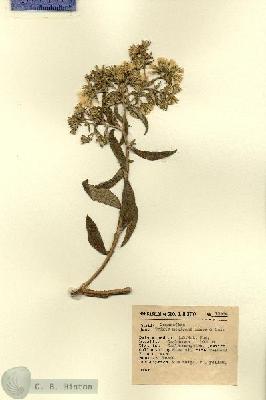 URN_catalog_HBHinton_herbarium_12984.jpg.jpg
