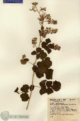 URN_catalog_HBHinton_herbarium_12457.jpg.jpg