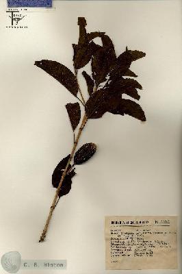URN_catalog_HBHinton_herbarium_12541.jpg.jpg