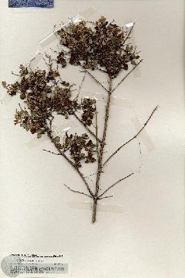 URN_catalog_HBHinton_herbarium_19649.jpg.jpg