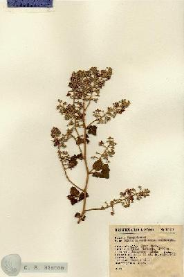 URN_catalog_HBHinton_herbarium_12561.jpg.jpg