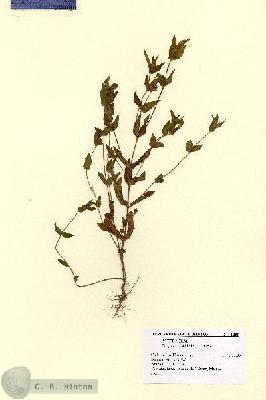 URN_catalog_HBHinton_herbarium_1259.jpg.jpg