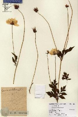 URN_catalog_HBHinton_herbarium_12632.jpg.jpg