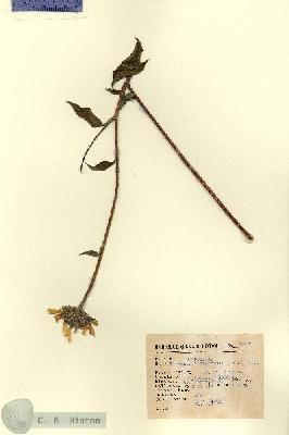 URN_catalog_HBHinton_herbarium_12875.jpg.jpg