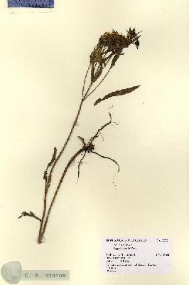 URN_catalog_HBHinton_herbarium_1272.jpg.jpg