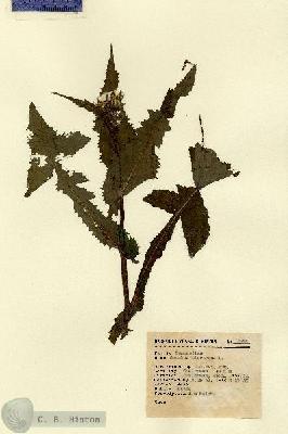 URN_catalog_HBHinton_herbarium_12986.jpg.jpg