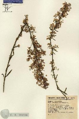 URN_catalog_HBHinton_herbarium_12878.jpg.jpg