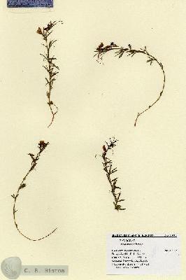 URN_catalog_HBHinton_herbarium_17005.jpg.jpg