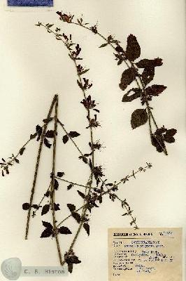 URN_catalog_HBHinton_herbarium_12892.jpg.jpg