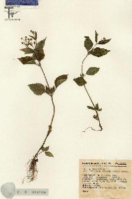 URN_catalog_HBHinton_herbarium_12996.jpg.jpg